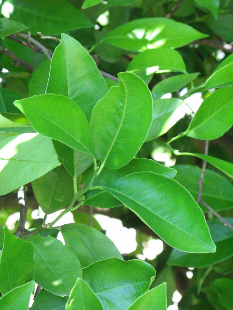              Shade leaves (Winter Haven, FL)       